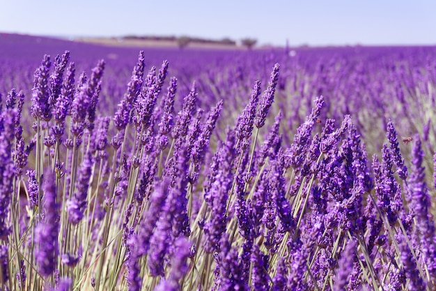 Un campo di lavanda in Provenza