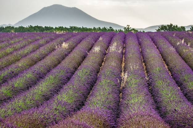 Un campo di lavanda in una giornata estiva