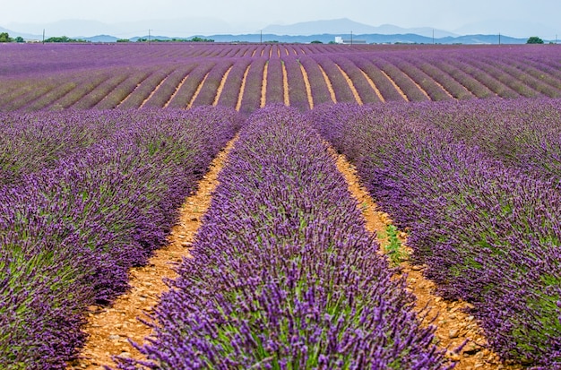 Un campo di lavanda in una giornata estiva