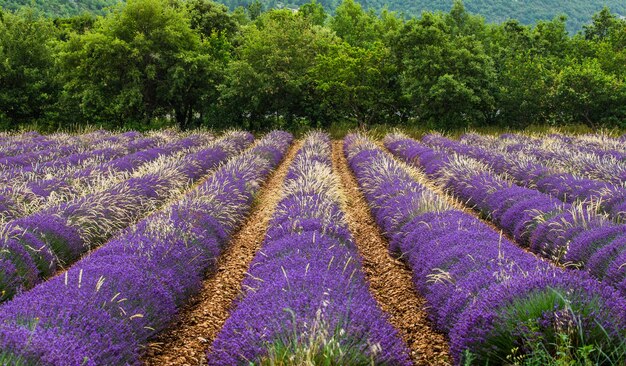 Un campo di lavanda in una giornata estiva