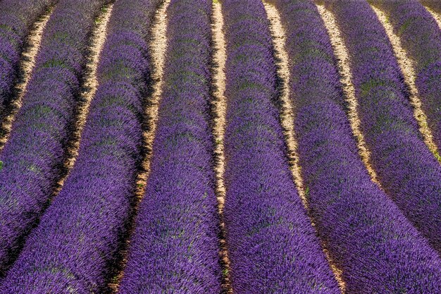 Un campo di lavanda in una giornata estiva