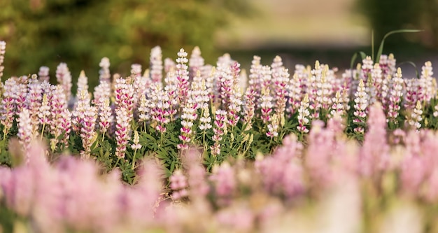 Un campo di lupini con sfondo rosa