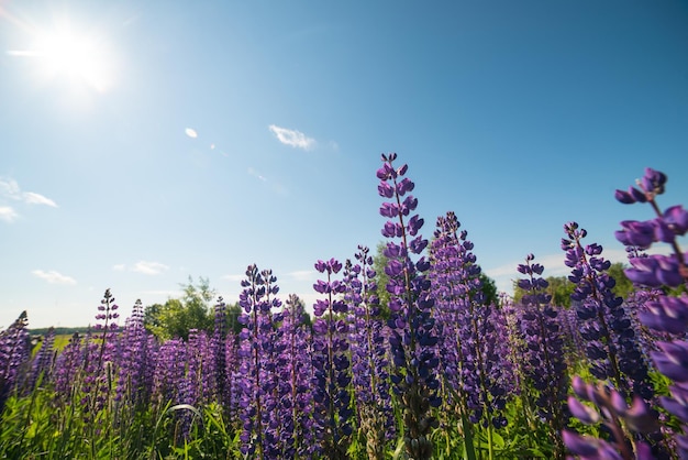 un campo di lupini viola in fiore in estate