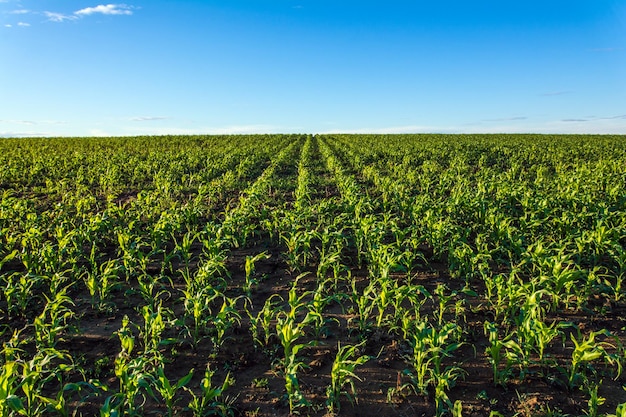 Un campo di mais con un cielo blu sullo sfondo