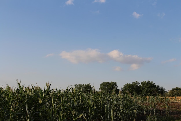 Un campo di mais e alberi