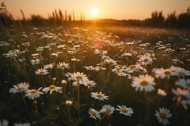 Un campo di margherite con il sole che tramonta alle sue spalle