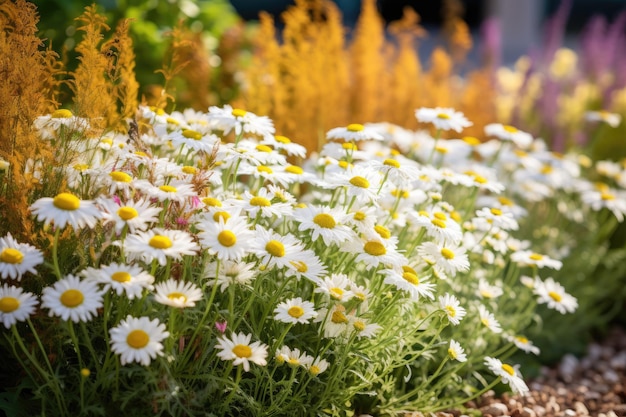 un campo di margherite con uno sfondo giallo e bianco.