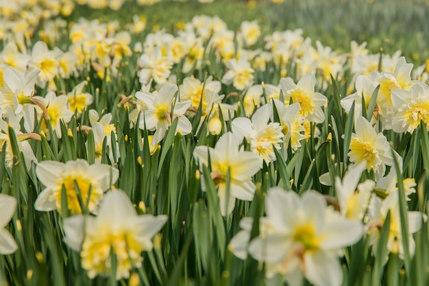 Un campo di narcisi bianchi con sopra la parola narcisi