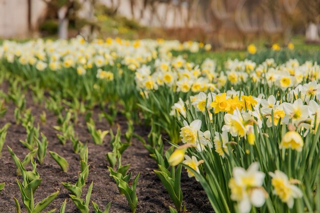 Un campo di narcisi con la parola narcisi sulla sinistra