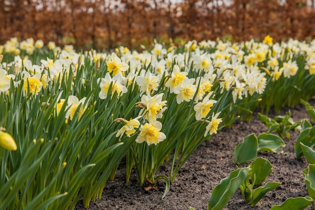 Un campo di narcisi con una fila di fiori gialli