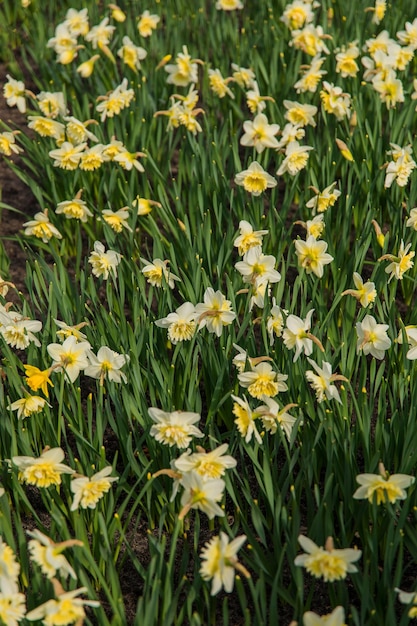 Un campo di narcisi gialli e bianchi con sopra la parola narcisi.