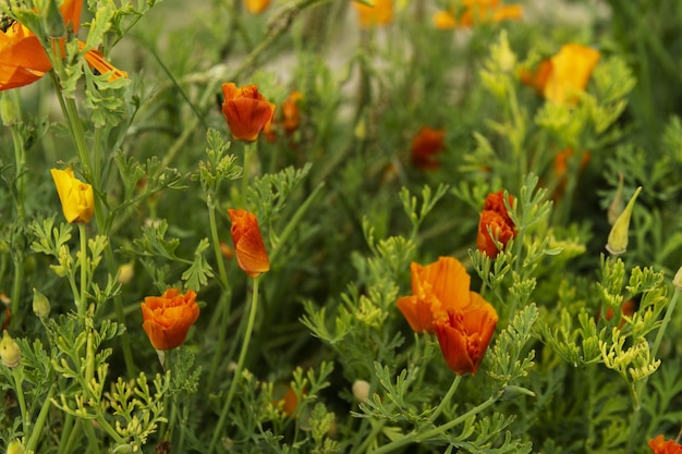 Un campo di papaveri della California con steli