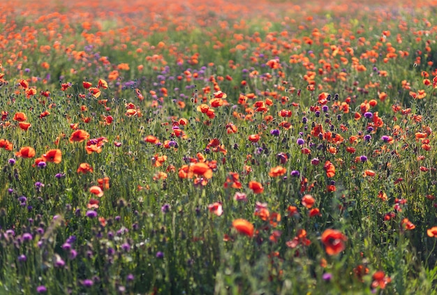 Un campo di papaveri in fiore. Sfondo floreale