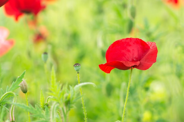 Un campo di papaveri La luce del sole splende sulle piante Fiori primaverili rossi