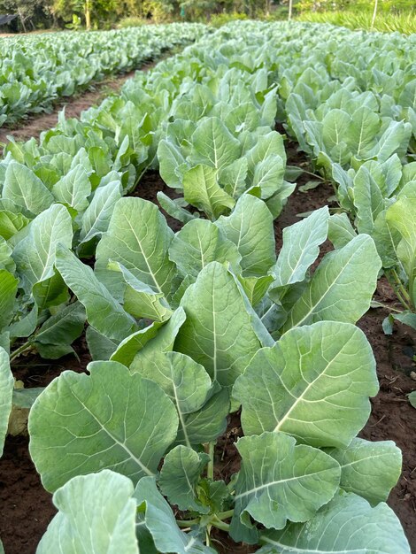 Un campo di piante verdi con al centro un ortaggio a foglia.