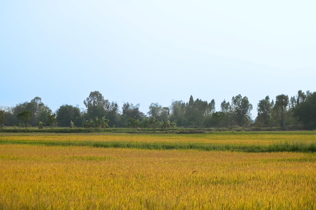 Un campo di riso dorato con alberi sullo sfondo