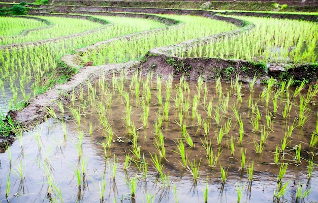 Un campo di riso in campagna