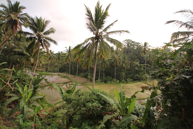 Un campo di riso nella giungla