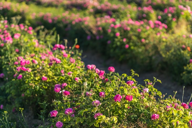 Un campo di rose rosa. bellissimo sfondo