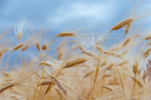 Un campo di segale contro un cielo blu Sfondo Natura Raccolto estivo