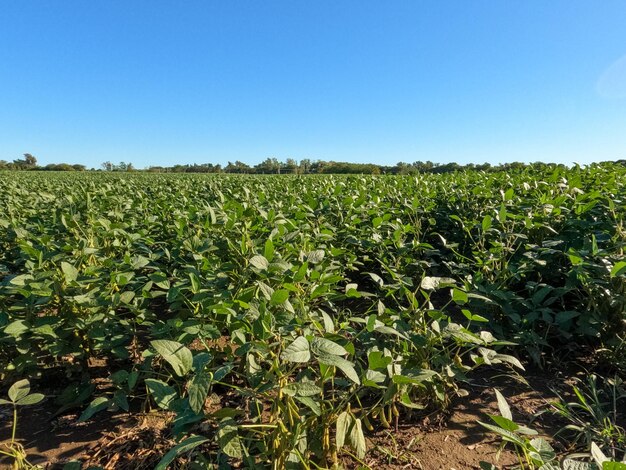 Un campo di semi di soia è mostrato in questa foto non datata.