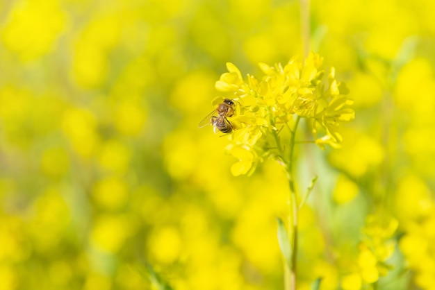 un campo di senape gialla in fiore, un'ape si siede su un fiore, raccogliendo il miele