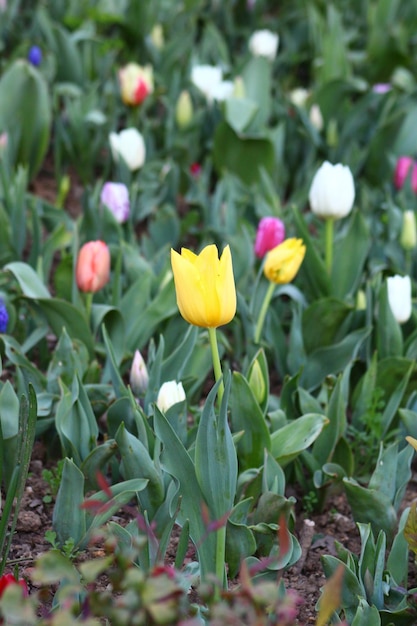 Un campo di tulipani con uno di loro ha un tulipano giallo.