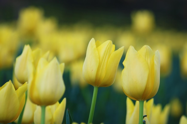 Un campo di tulipani gialli con la parola tulipani in alto Emirgan Grove Istanbul