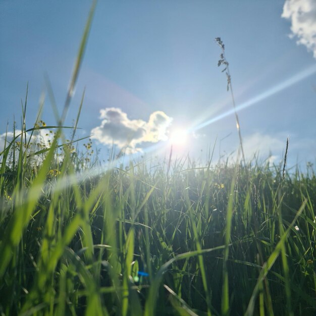 Un campo erboso attraversato dal sole.