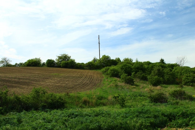 Un campo erboso con alberi