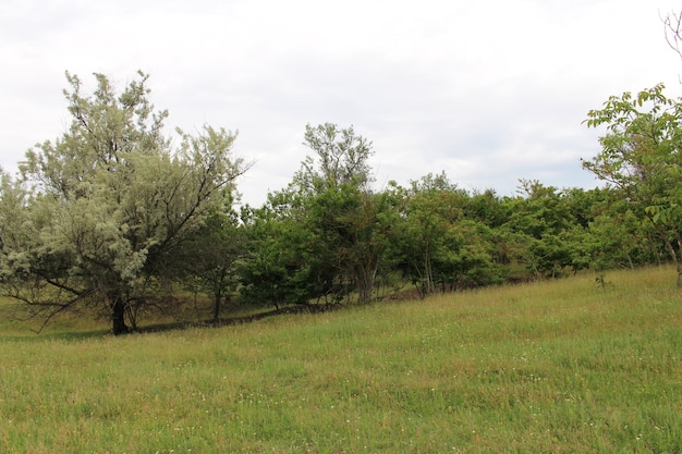 Un campo erboso con alberi