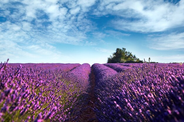 Un campo fiorito di fiori di lavanda