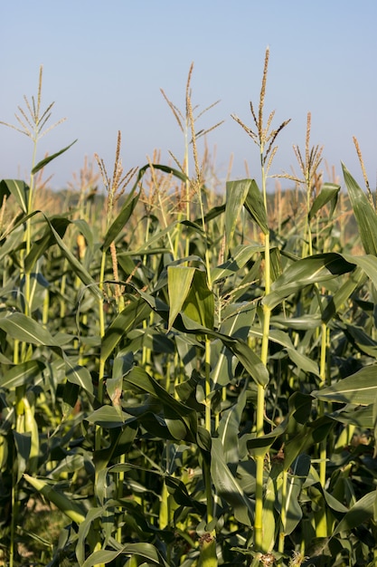 Un campo pieno di Mais quasi pronto per la mietitura