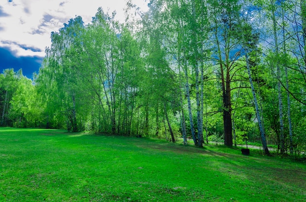 Un campo verde con alberi sullo sfondo