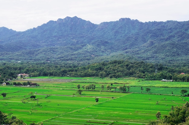 Un campo verde con le montagne sullo sfondo