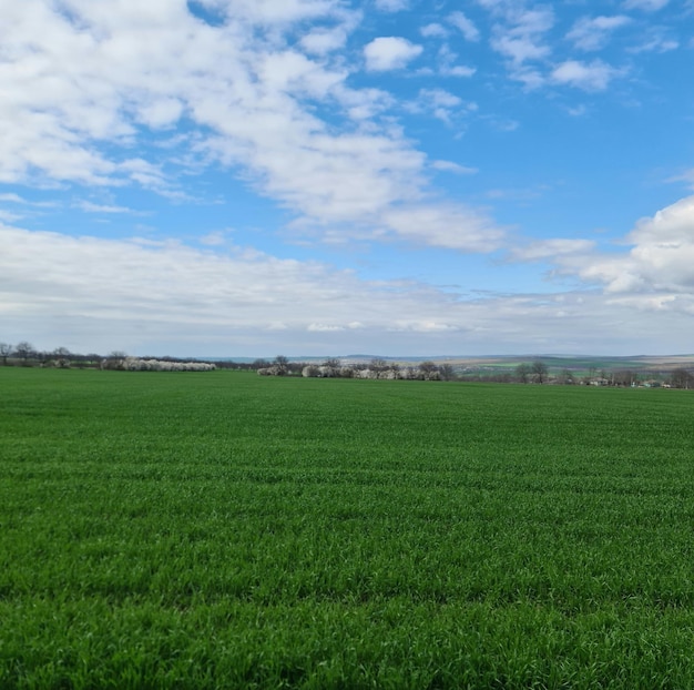 Un campo verde con un cielo blu e alberi sullo sfondo