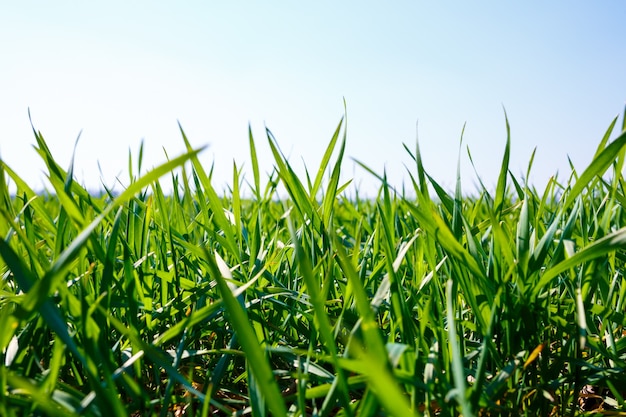 Un campo verde su cui cresce l'erba. Paesaggio agricolo in estate