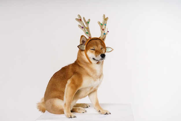 Un cane adulto carino dai capelli rossi in costume di capodanno con corna di cervo cane saluta il biglietto di capodanno il ...