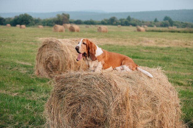 Un cane adulto della razza Basset Hound cammina nella natura. L'animale giace su un rotolo di fieno.