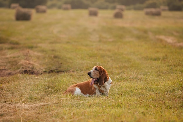 Un cane adulto della razza Basset Hound cammina nella natura.