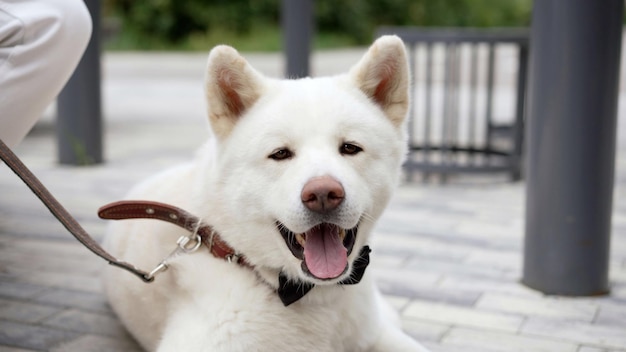 Un cane akita bianco giace su un marciapiede