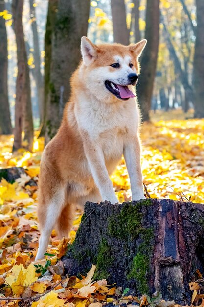 Un cane Akita in un parco autunnale ha messo le zampe anteriori su un ceppo