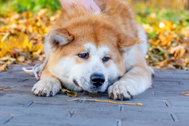 Un cane Akita sdraiato con uno sguardo triste su un vicolo in un parco