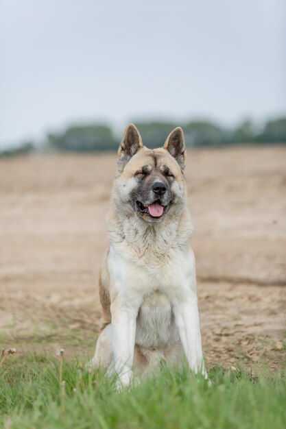 Un cane akita siede in un campo