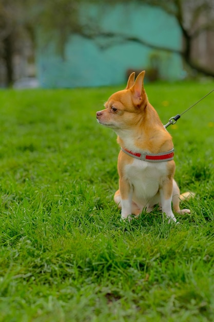 Un cane al guinzaglio nell'erba