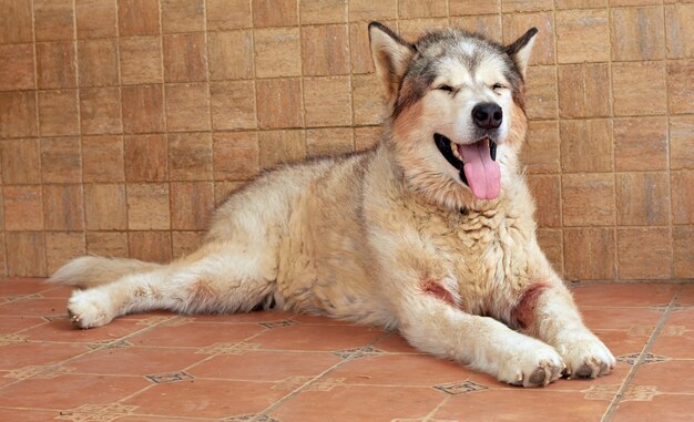 Un cane Alaskan Malamute che mostra la lingua