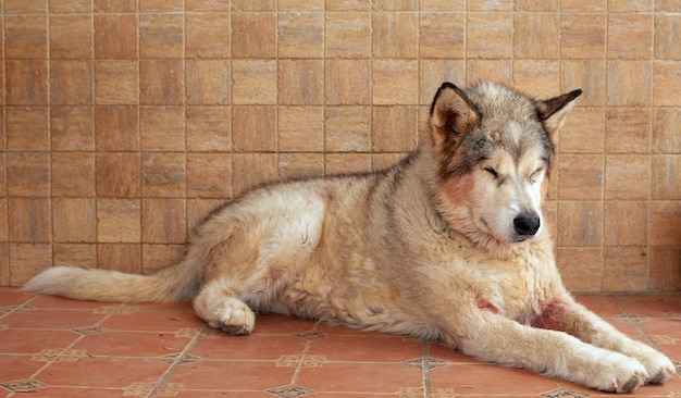 Un cane Alaskan Malamute sdraiato