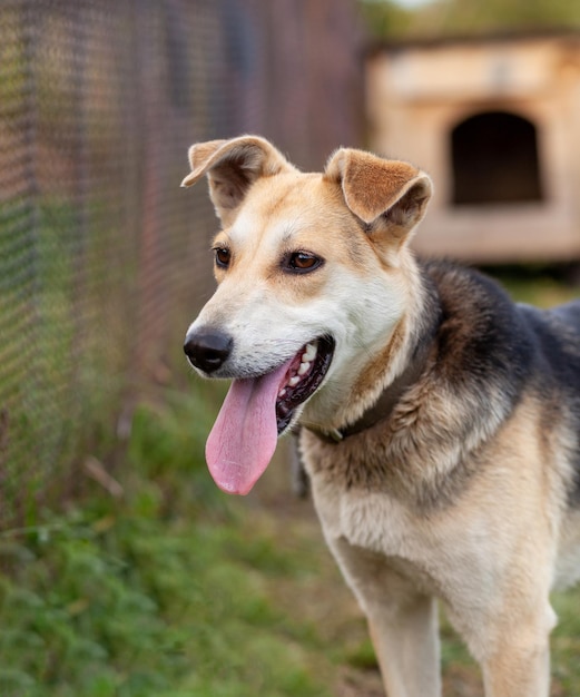 Un cane allegro con una linguetta a catena che sporge. Ritratto di un cane su una catena che custodisce la casa