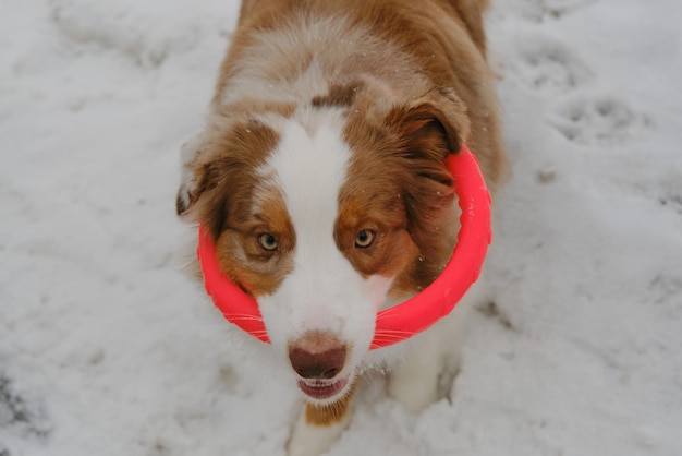 Un cane attivo tiene un giocattolo rosso rotondo con i denti e cerca Australian Shepherd Red Merle