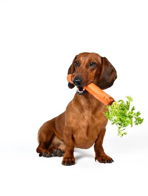 Un cane bassotto con una carota in bocca
